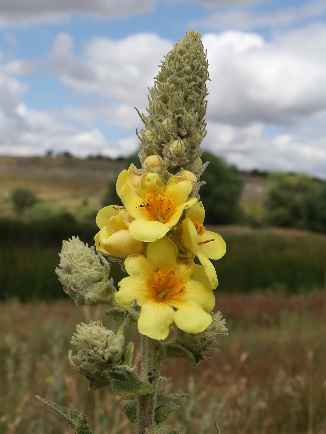 Image of Verbascum ovalifolium specimen.