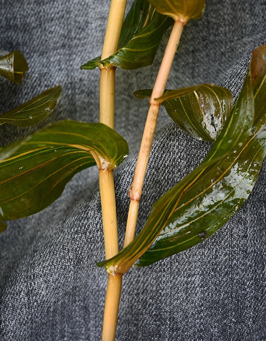 Изображение особи Potamogeton perfoliatus.