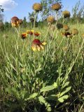 genus Gaillardia