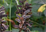 Lupinus polyphyllus