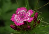 Dianthus barbatus