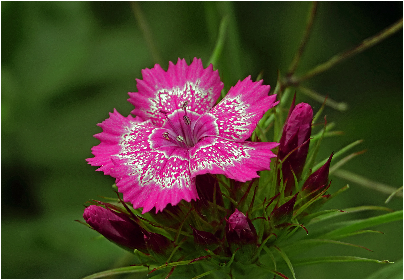 Image of Dianthus barbatus specimen.