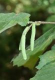 Corylus avellana
