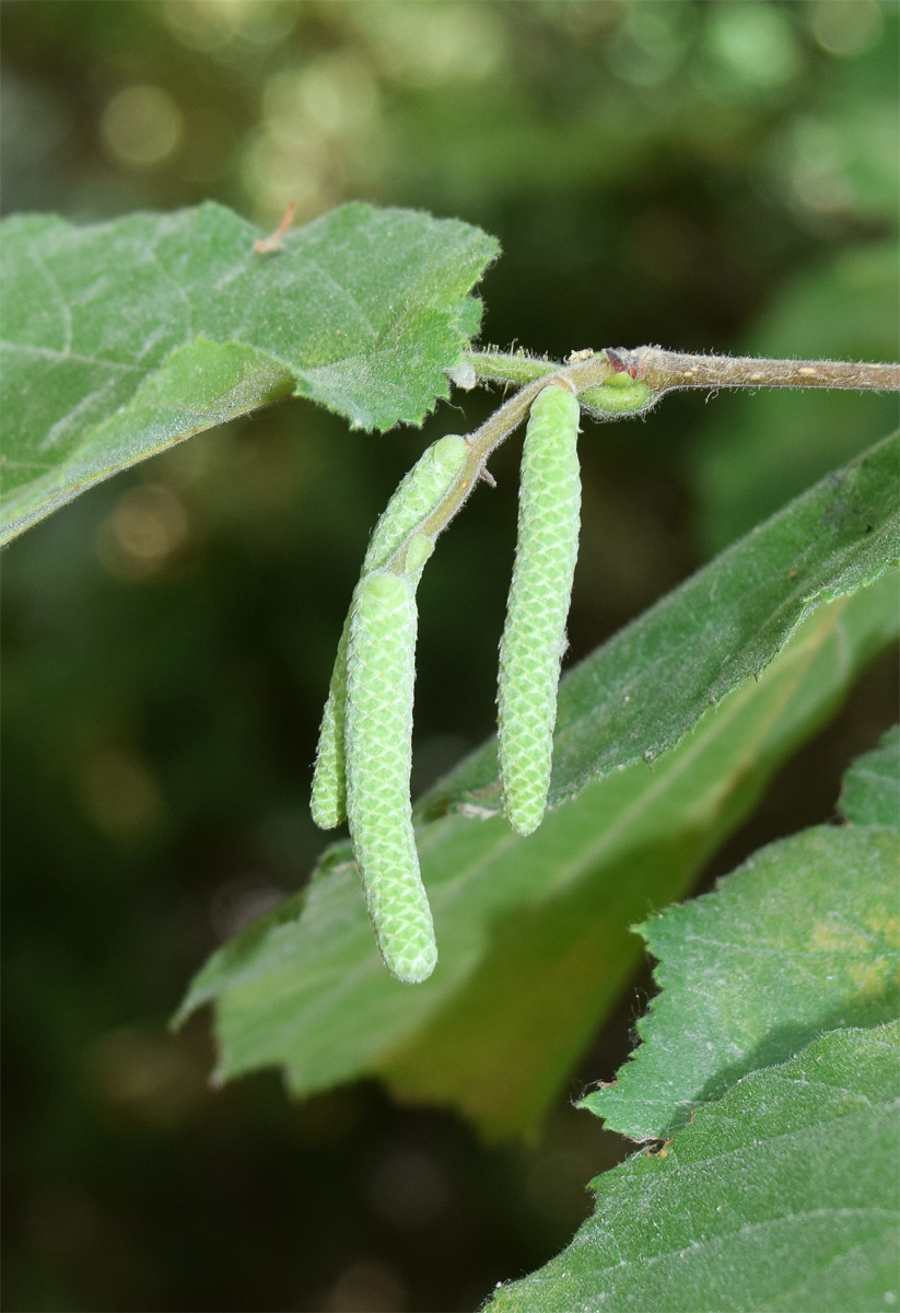 Image of Corylus avellana specimen.