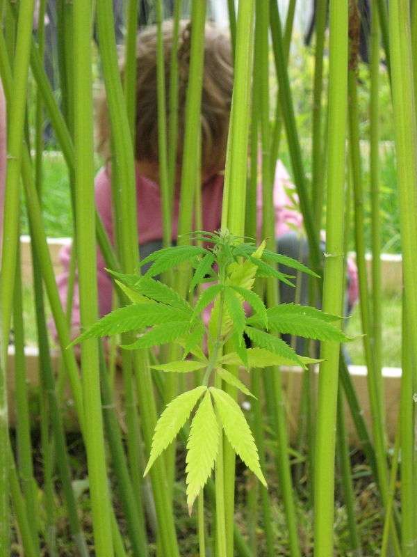 Image of genus Cannabis specimen.