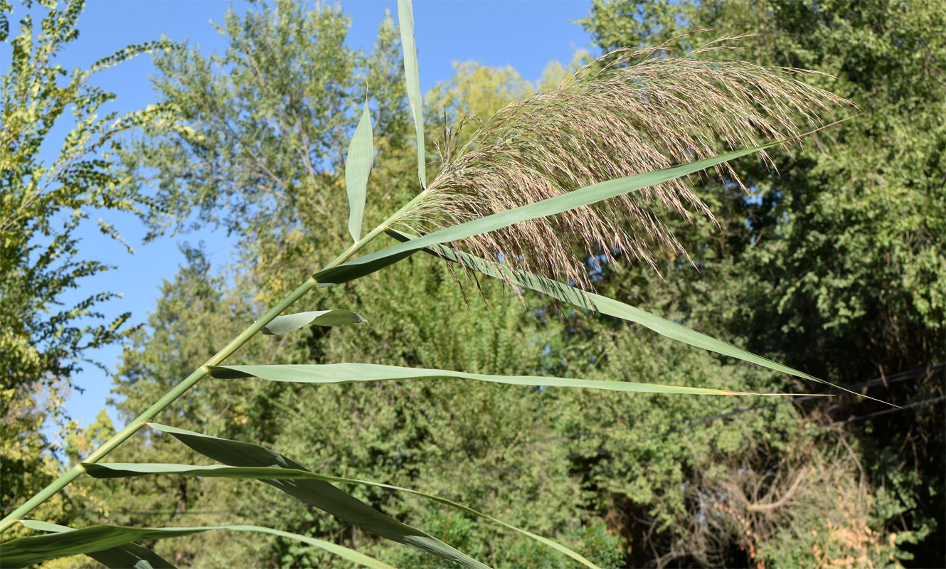 Image of Phragmites australis specimen.