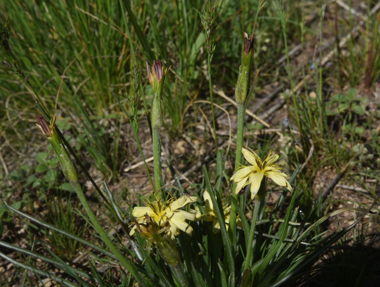 Изображение особи Scorzonera mollis.