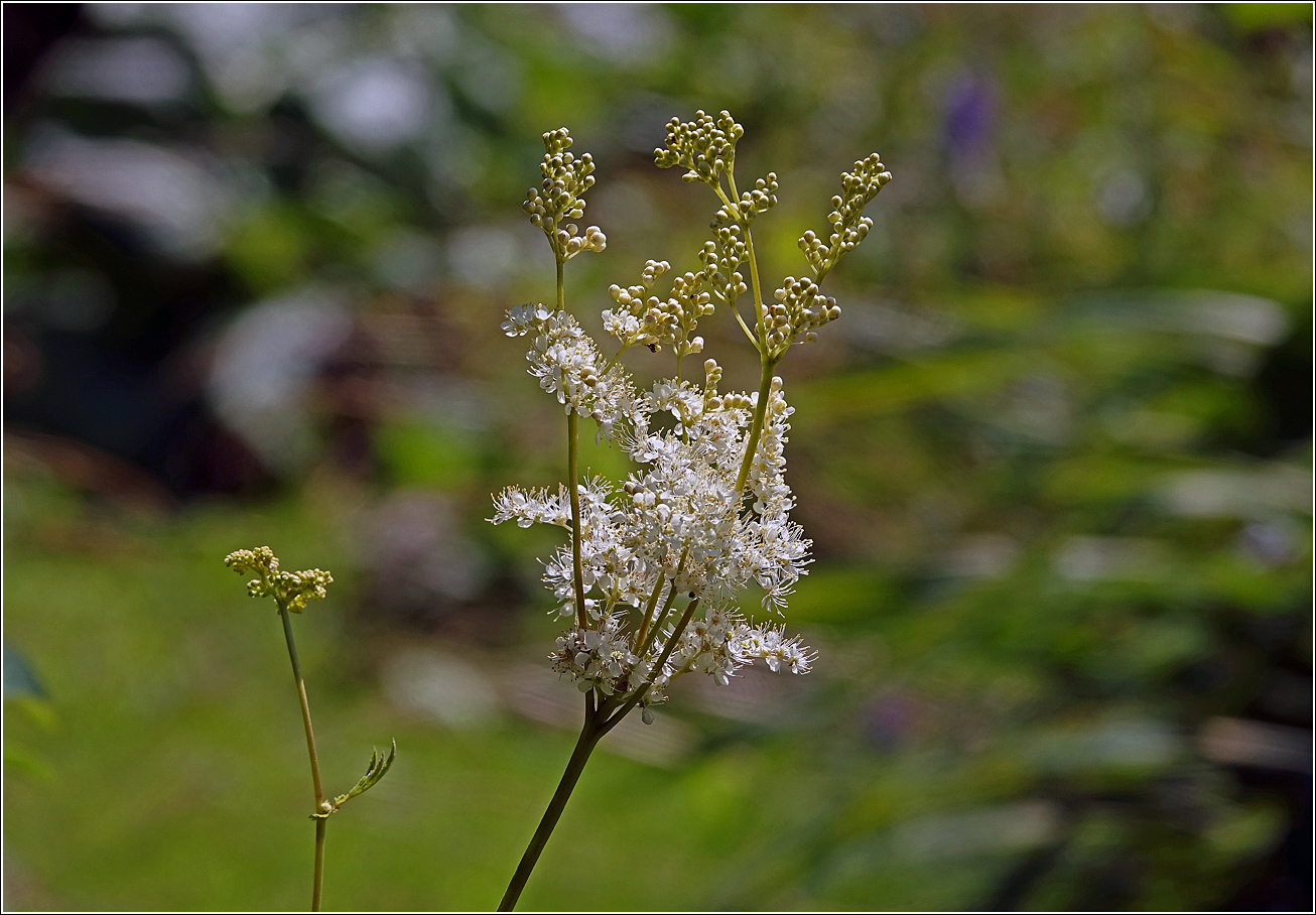 Изображение особи Filipendula ulmaria.