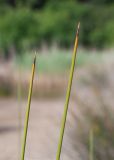 Juncus acutus