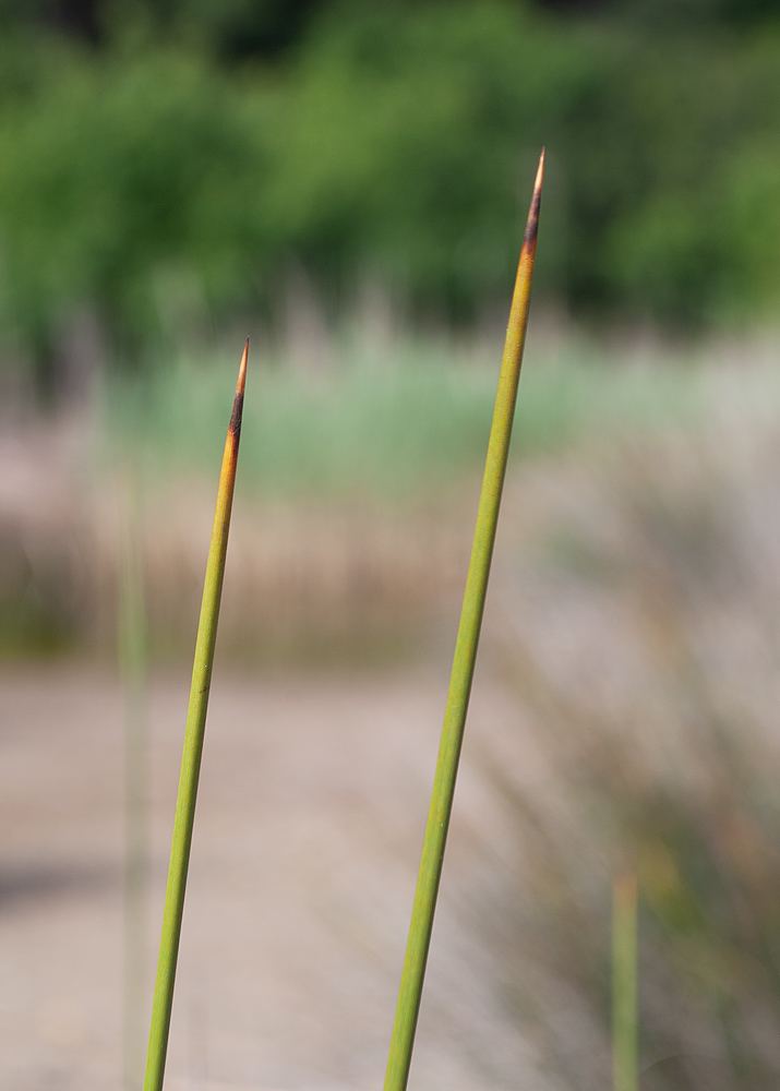 Изображение особи Juncus acutus.