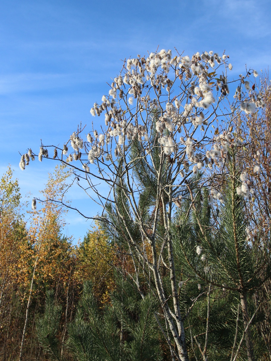 Image of Salix pentandra specimen.