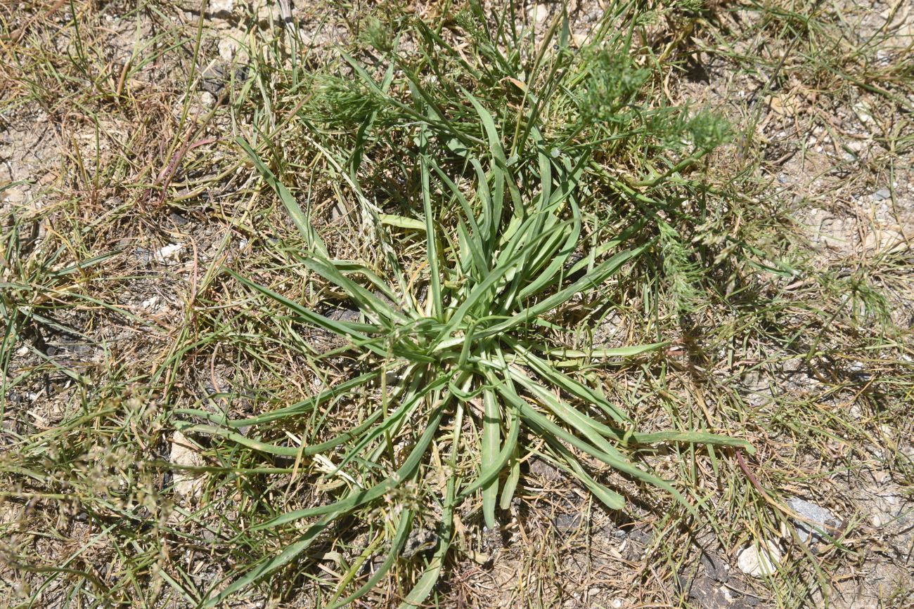 Image of Unknown species specimen.