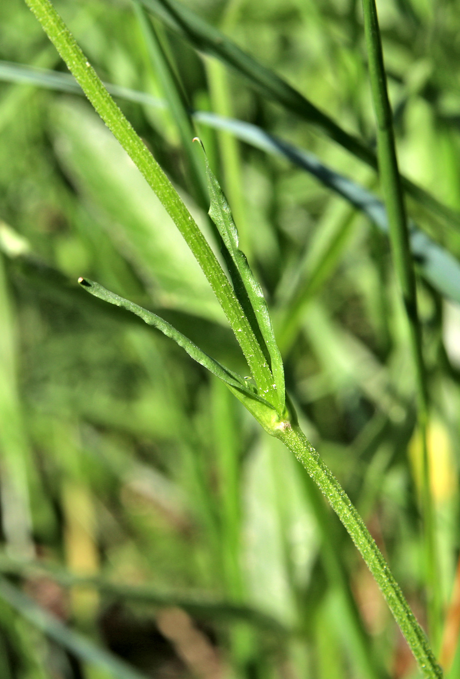 Изображение особи Coccyganthe flos-cuculi.