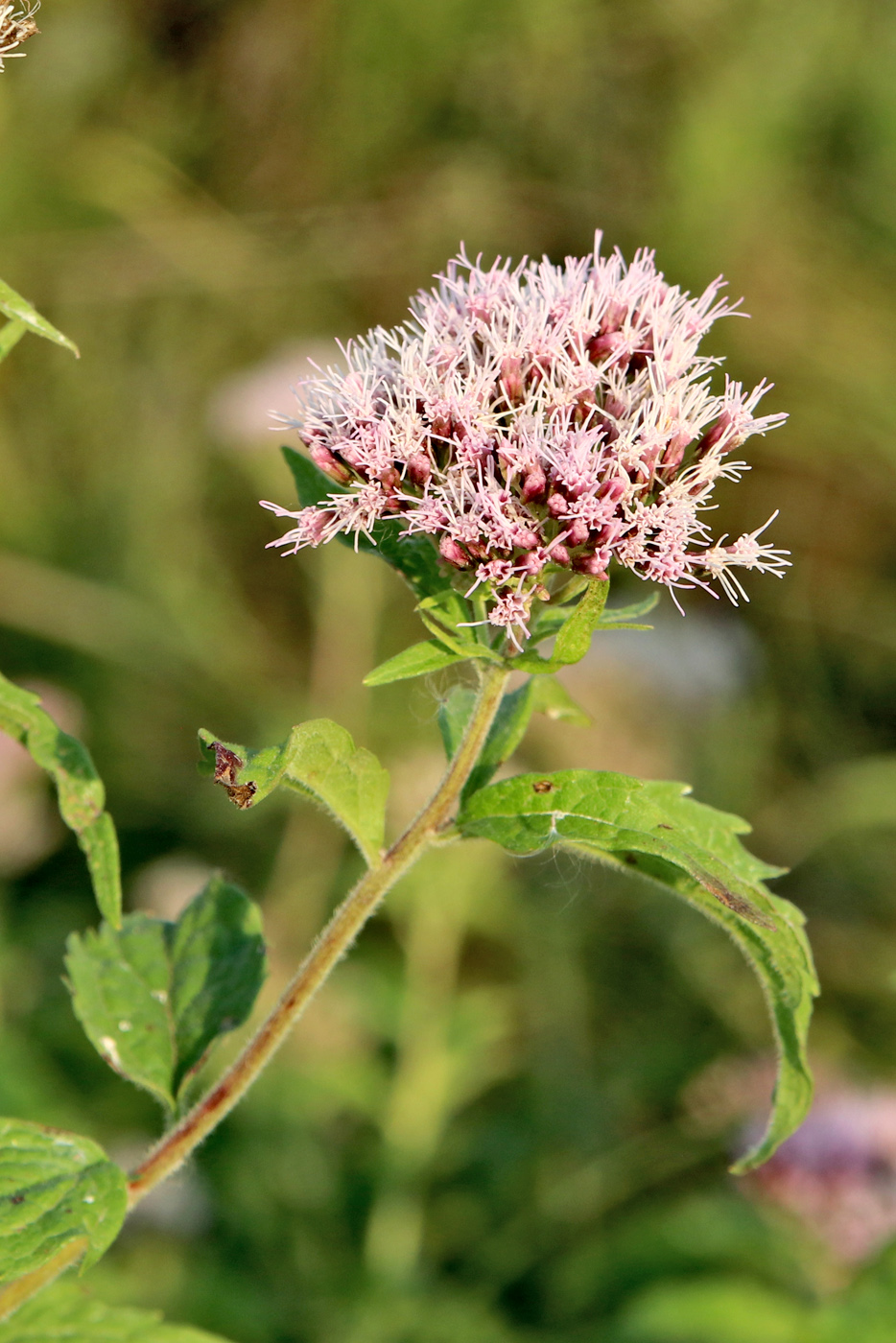 Изображение особи Eupatorium cannabinum.