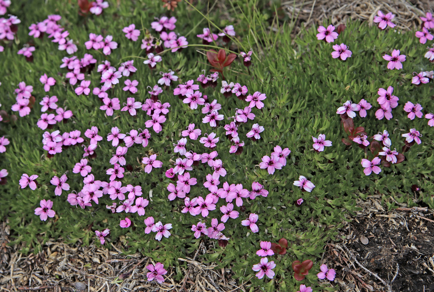 Изображение особи Silene acaulis.