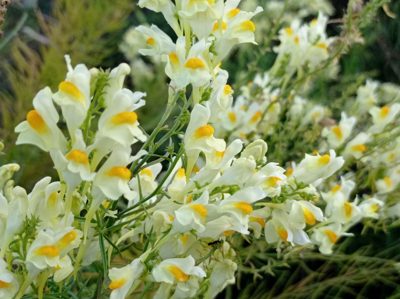Image of Linaria vulgaris specimen.