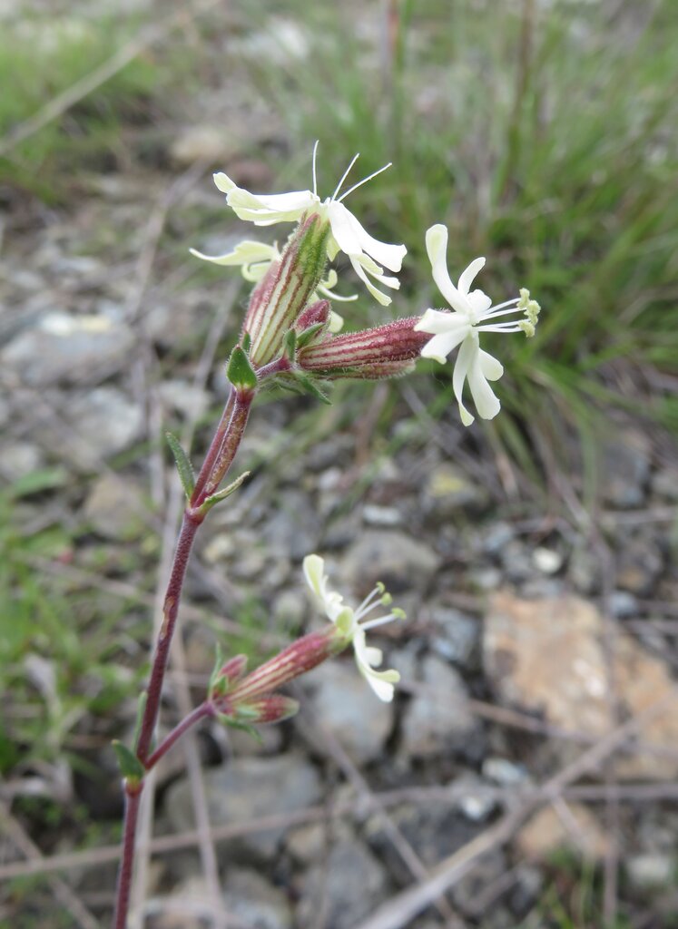 Изображение особи Silene fetleri.