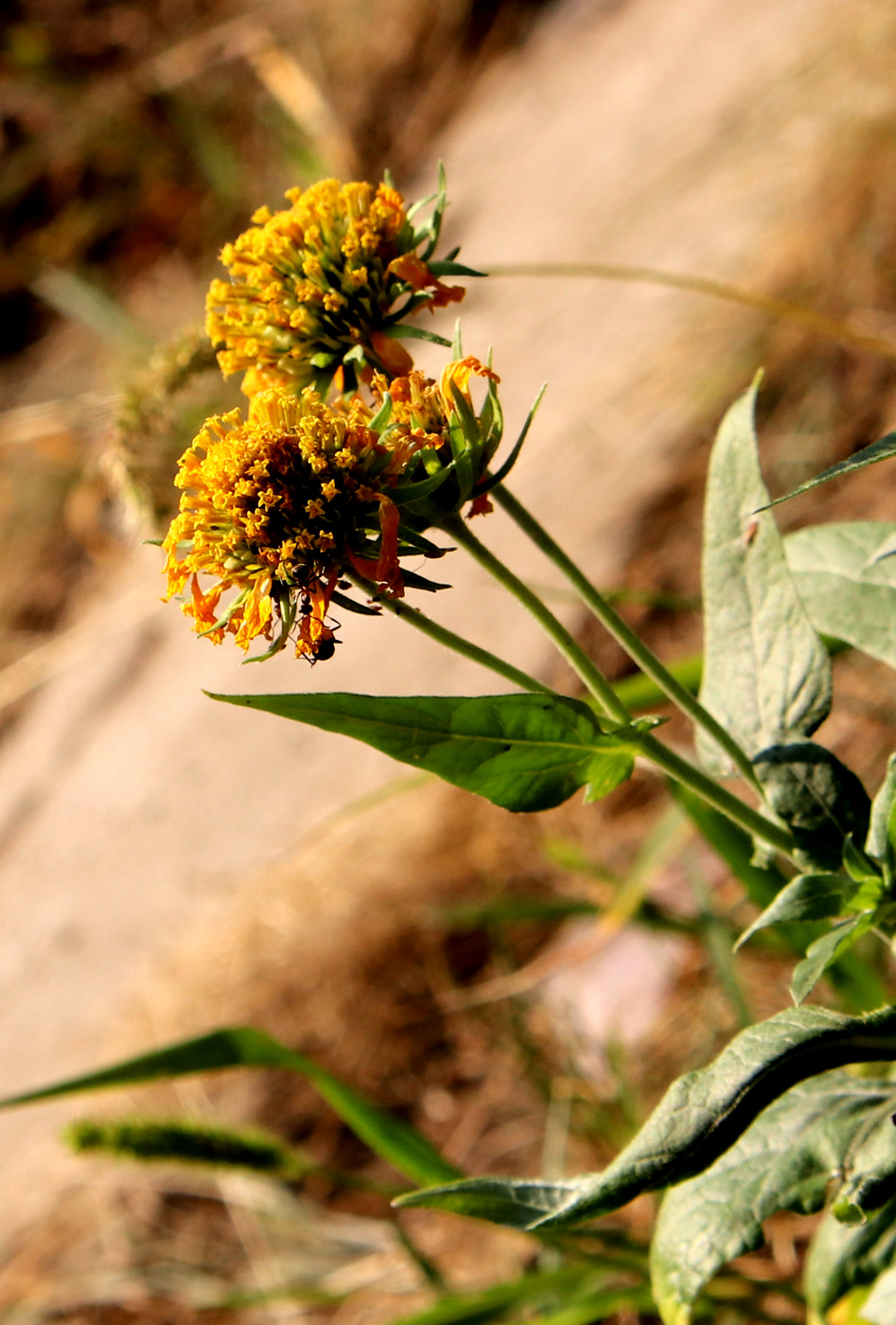 Image of genus Rudbeckia specimen.
