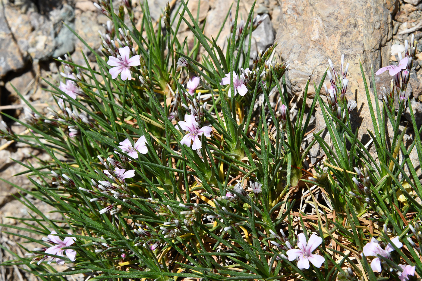 Изображение особи Acantholimon sarytavicum.