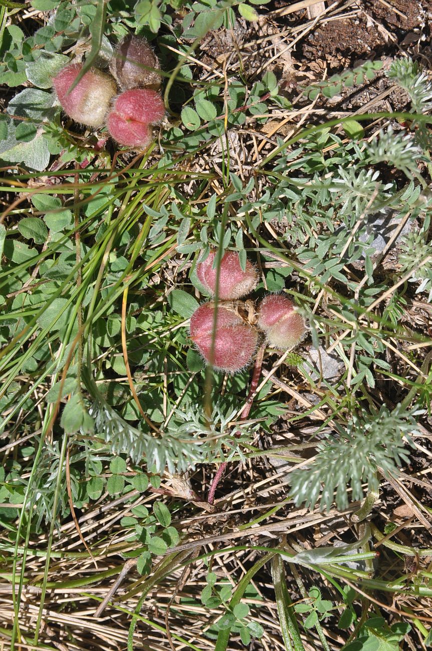 Изображение особи род Astragalus.