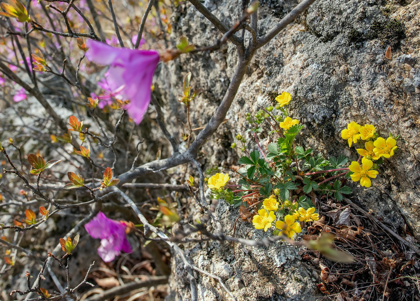 Изображение особи Potentilla fragarioides.