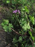 Geranium asphodeloides