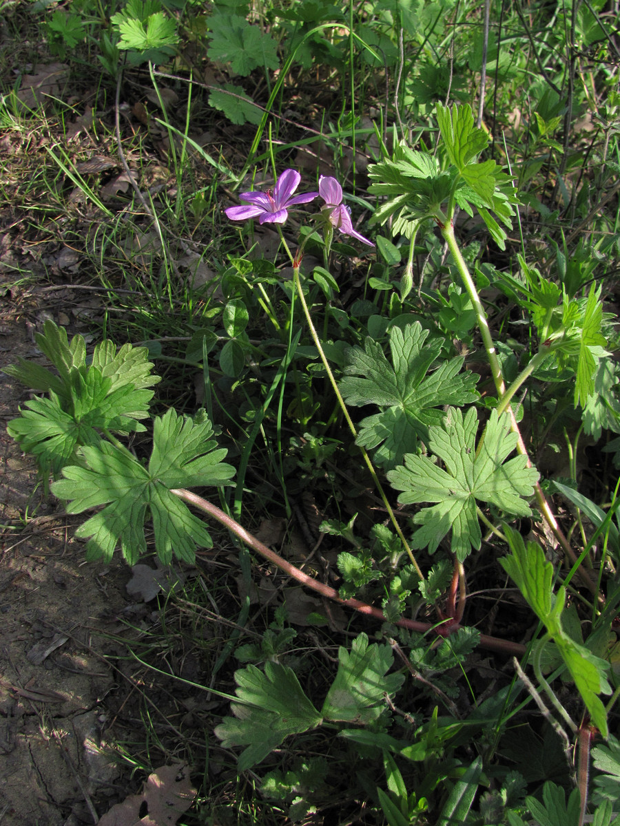 Изображение особи Geranium asphodeloides.