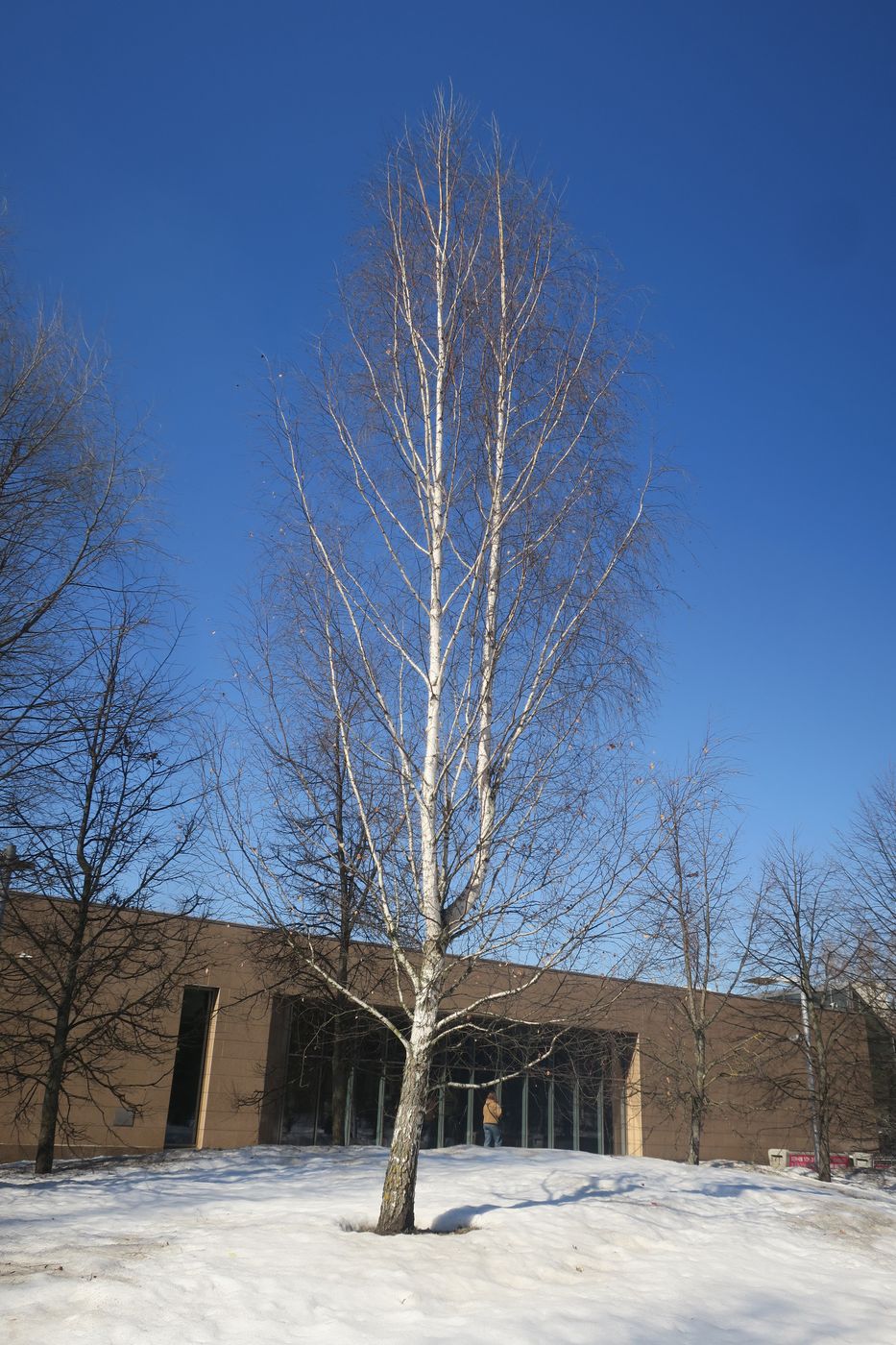 Image of Betula pendula specimen.