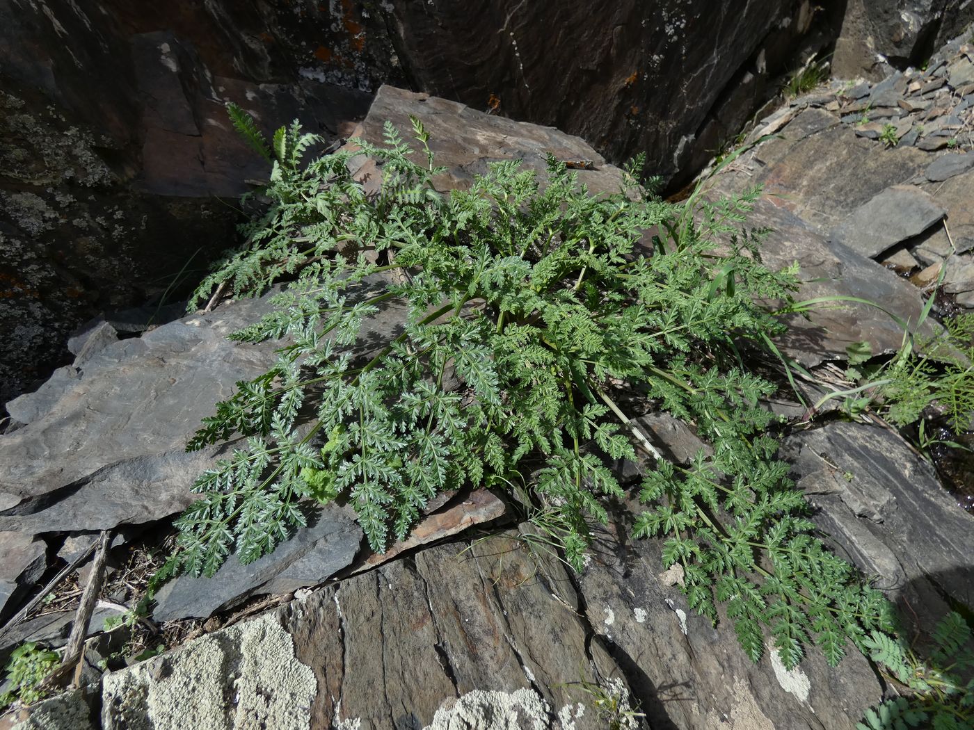 Image of Ferula samarkandica specimen.