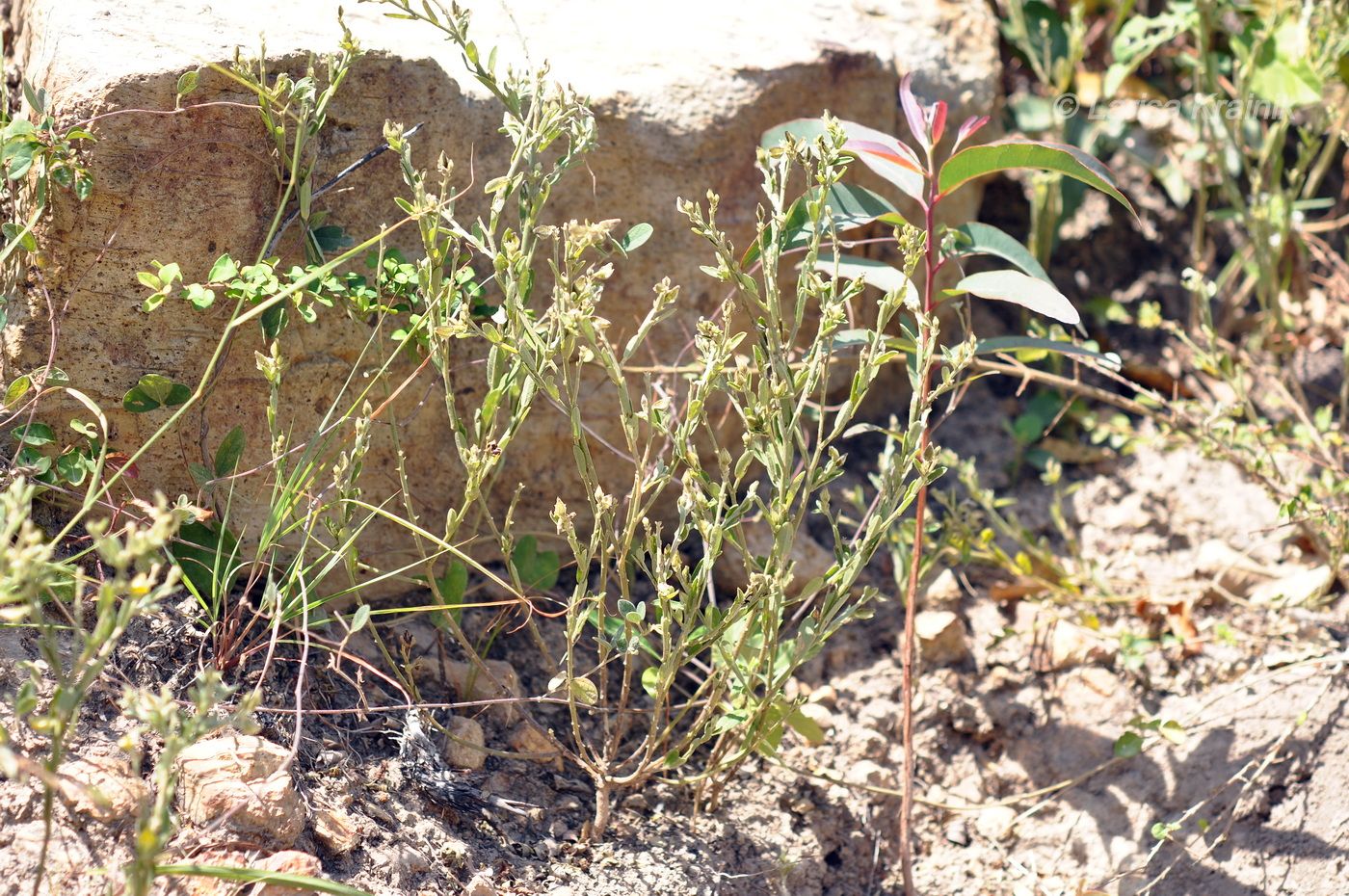 Изображение особи род Argyrolobium.