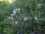 Astragalus neolipskyanus. Ветвь цветущего растения. Казахстан, Туркестанская обл., хр. Таласский Алатау, подъем на плато Таскора, ≈ 1400 м н.у.м. 27 апреля 2026 г.