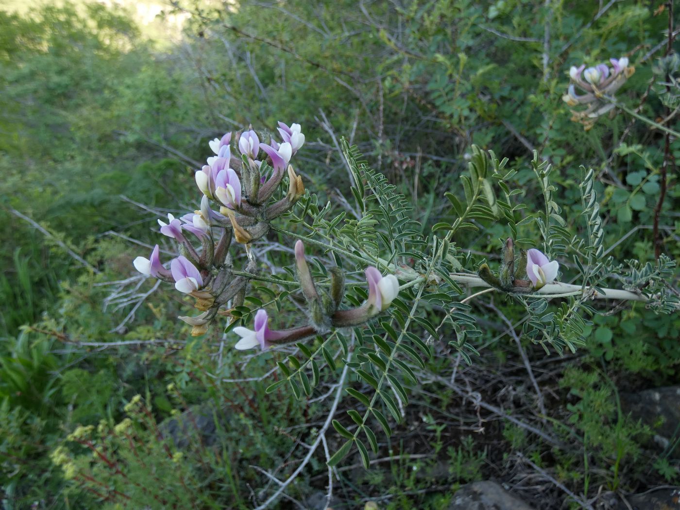 Изображение особи Astragalus neolipskyanus.