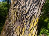 genus Quercus. Поросшая мхом и лишайниками кора в нижней части ствола. Крым, Кировский р-н, Агармышский лес, дубово-грабовый лес. 03.05.2025.