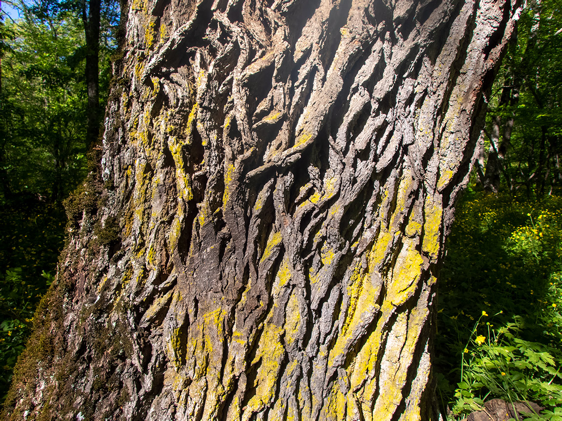 Image of genus Quercus specimen.