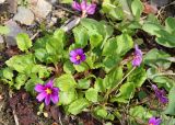Primula juliae. Цветущее растение. Томская обл., г. Томск, Сибирский ботанический сад Томского государственного университета, в культуре. 27.05.2026.