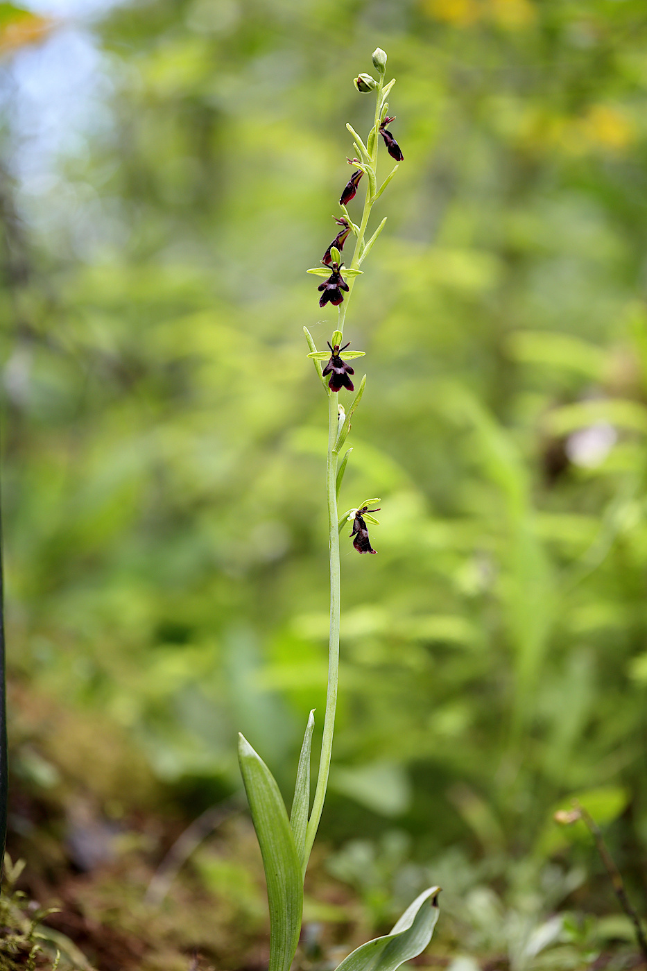 Image of Ophrys insectifera specimen.