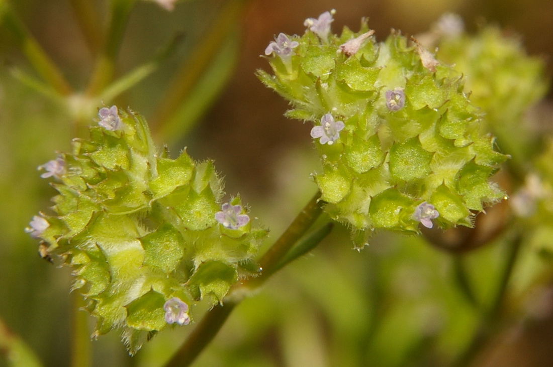 Image of Valerianella kotschyi specimen.