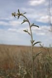 Atriplex cana. Верхушка побега с бутонами. Волгоградская обл., Палласовский р-н, побережье оз. Эльтон, дол. р. Хара, степь. 25 мая 2026 г.