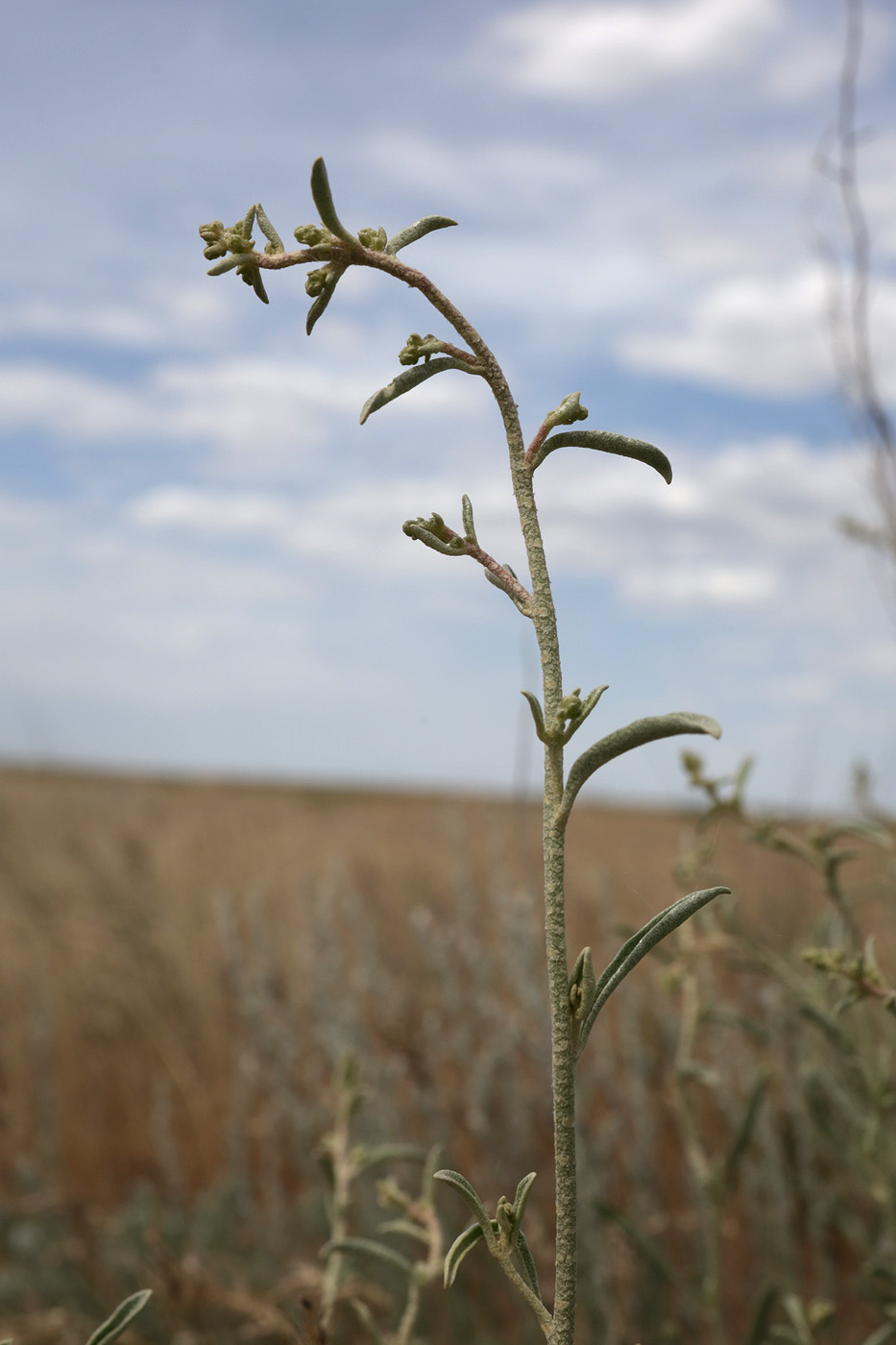 Image of Atriplex cana specimen.