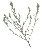 unknown species. Побег с соцветиями. Санкт-Петербург, Васильевский остров, ул. Лисянского, стройплощадка. 17 августа 2026 г.