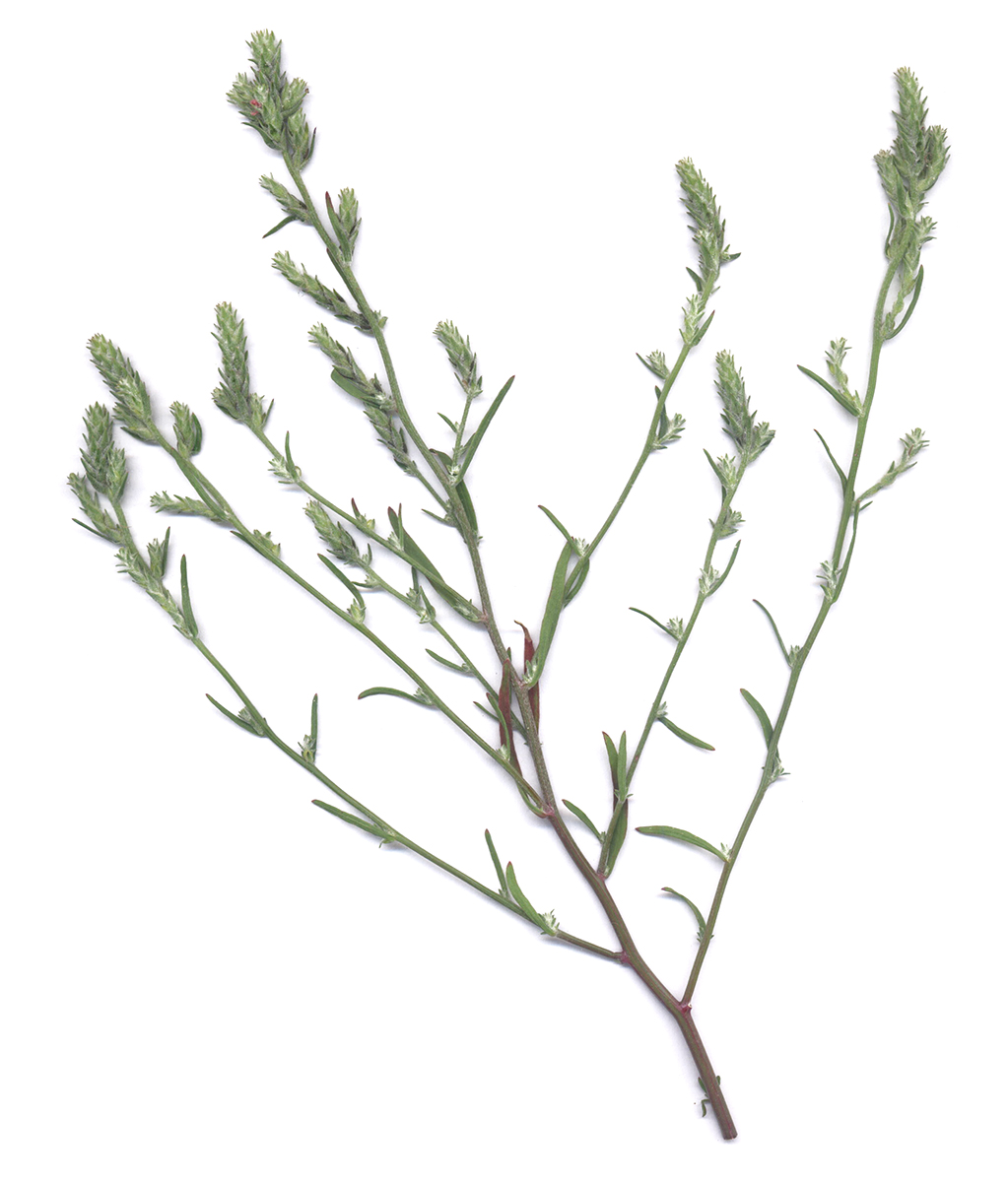 Image of Unknown species specimen.