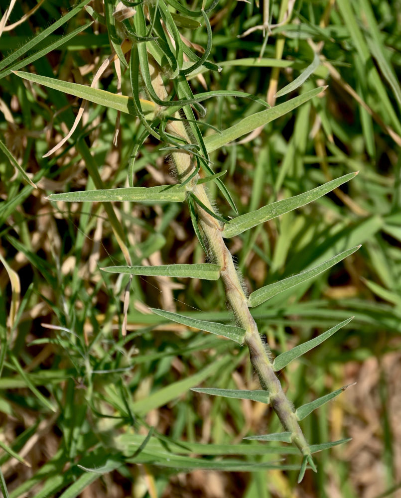 Image of Cynodon dactylon specimen.