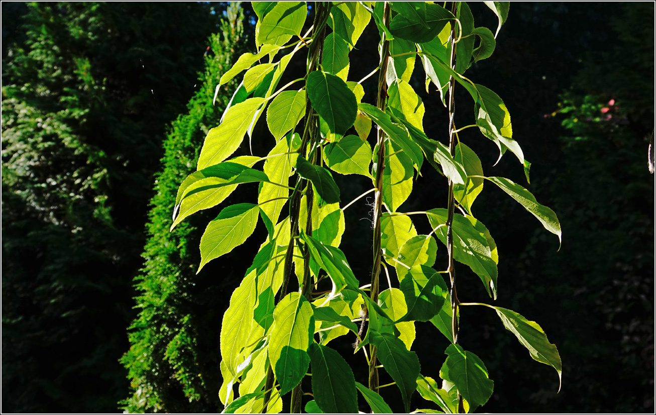 Image of Actinidia kolomikta specimen.