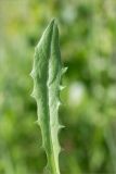genus Leontodon