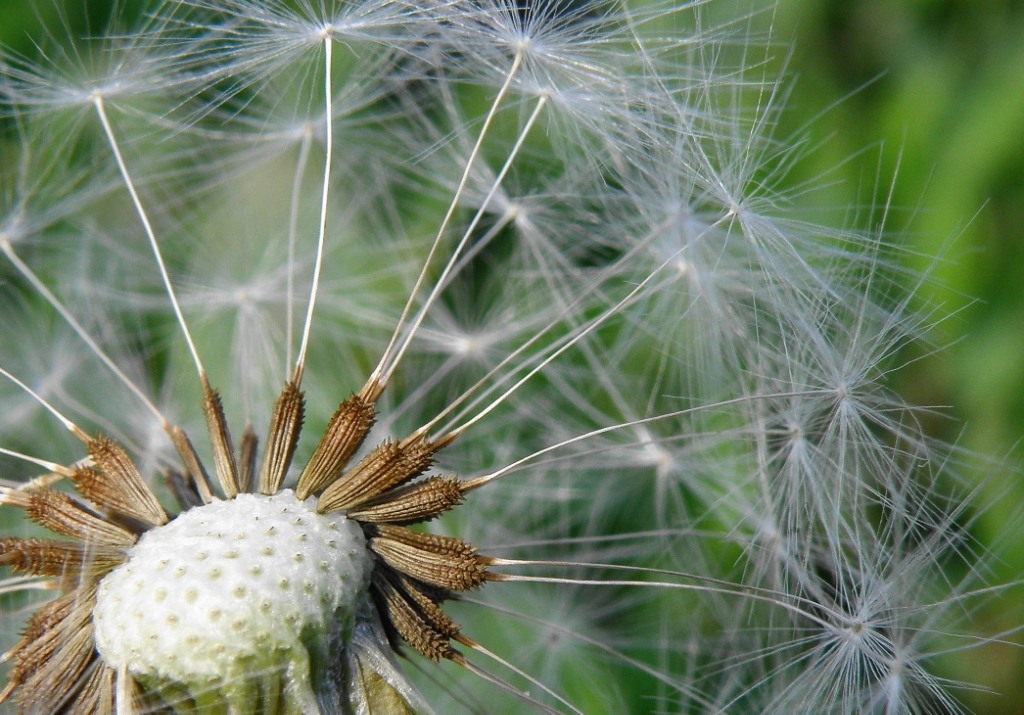 Изображение особи род Taraxacum.