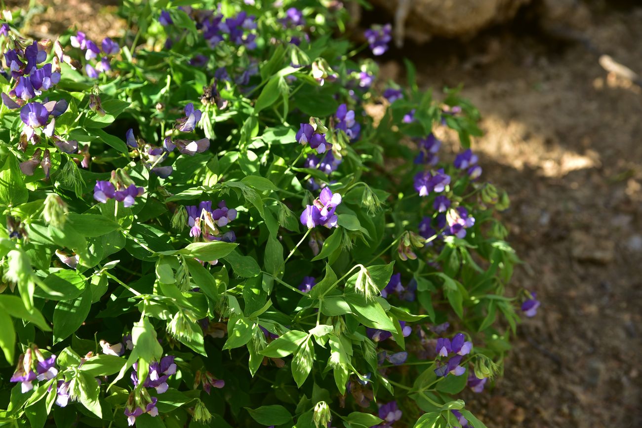 Image of Unknown species specimen.