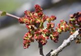 Pistacia × saportae. Тычиночное соцветие. Испания, Каталония, пров. Жирона, комарка Баш Эмпорда, муниципалитет Тороэлья-де-Монгри, окр. н.п. Улья, в составе гарриги. 01.04.2025.