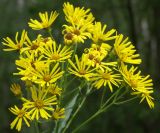 Senecio paludosus. Соцветие. Ленинградская обл., Кингисеппский р-н, берег водохранилища на р. Сума. 30.07.2006.
