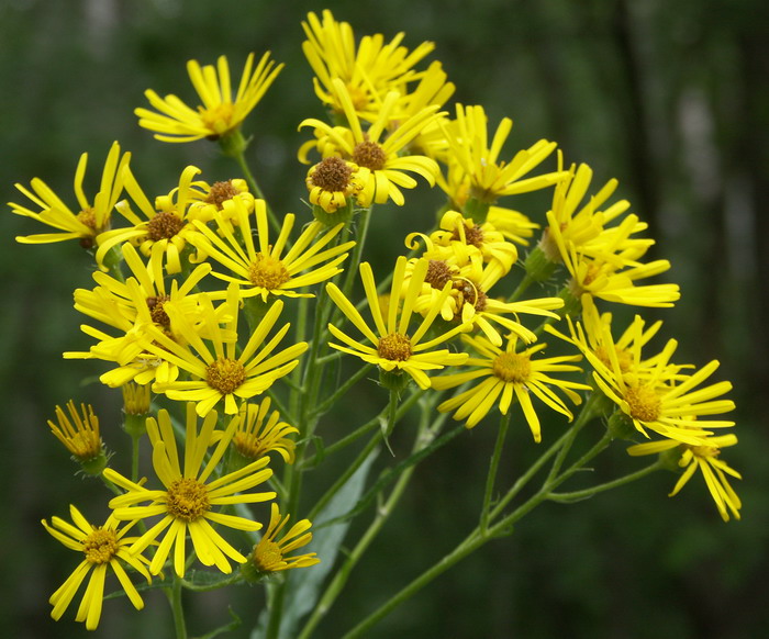 Image of Senecio paludosus specimen.