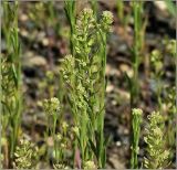 Lepidium densiflorum